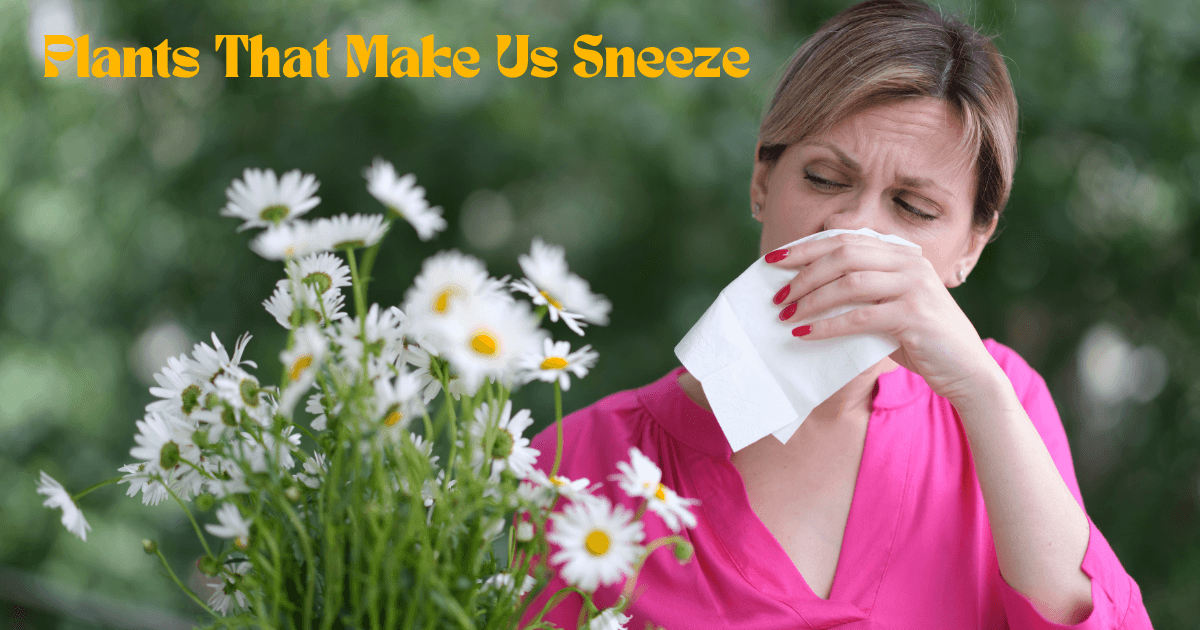 Plants That Make Us Sneeze