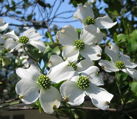 Easter and the Legend of the Dogwood Tree